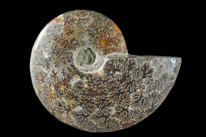 Polished Ammonite (Cleoniceras) Fossil - Madagascar #166387